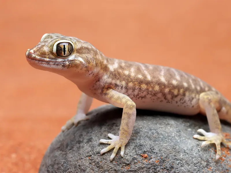 Let the gecko patrol remain a bonus, not the plan