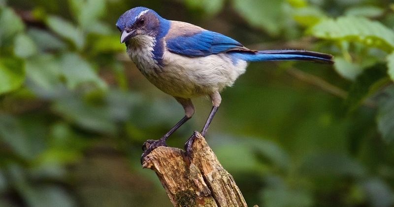 Let the jay contribute without making it the pest plan