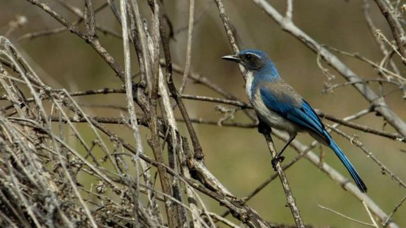 Let the jay forage without trying to attract it
