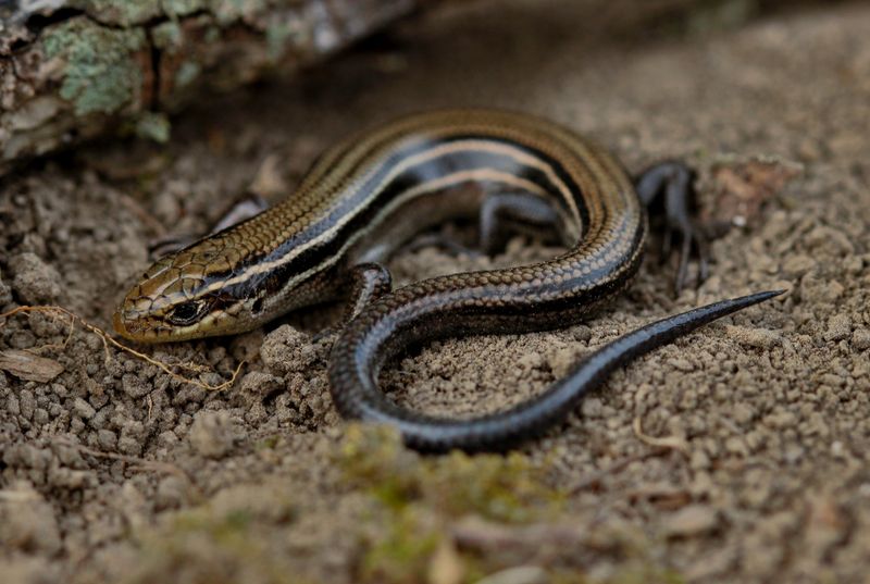 Let the lizard be a neighbor, not the garden's solution Let the lizard be a neighbor, not the garden's solution