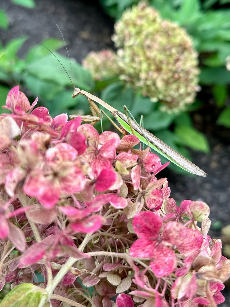 Let the mantis be one clue, not the garden plan Let the mantis be one clue, not the garden plan