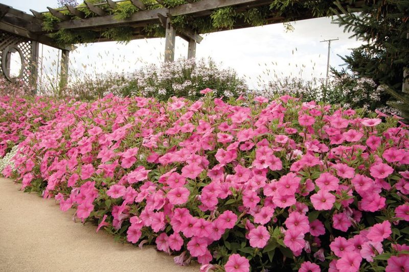Let the petunia’s growth habit guide your approach Let the petunia’s growth habit guide your approach