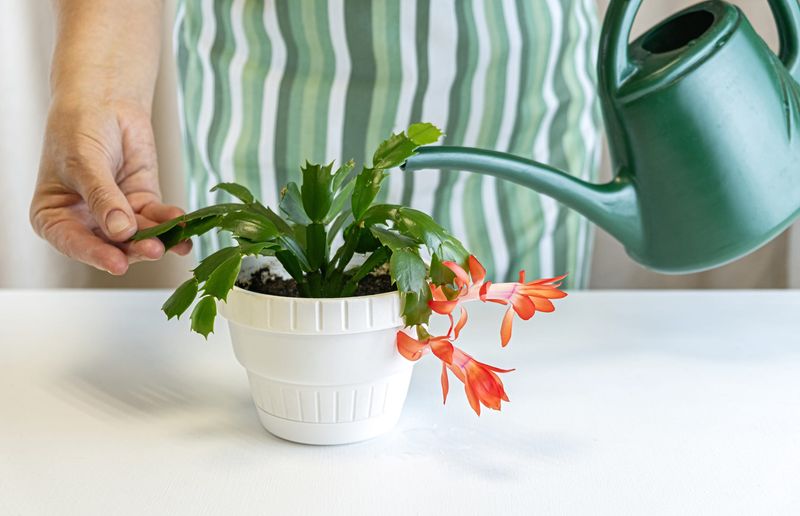 Let the potting mix decide when to water