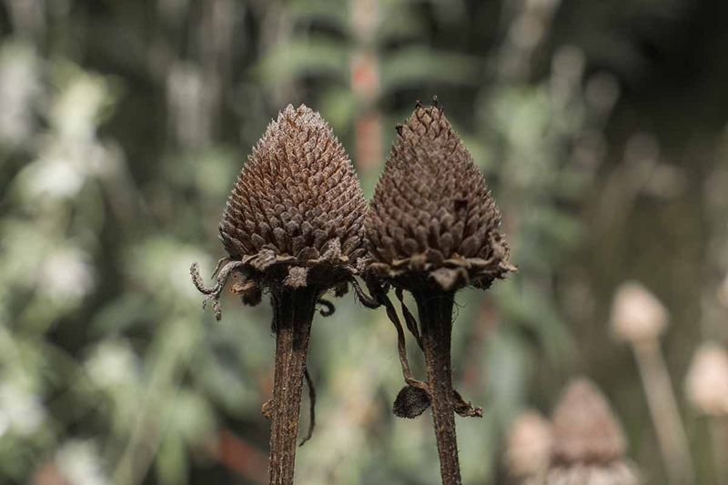 Let the seed head set the harvest date Let the seed head set the harvest date