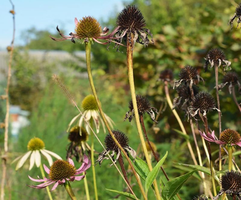 Let the seed head—not the calendar—set the harvest date