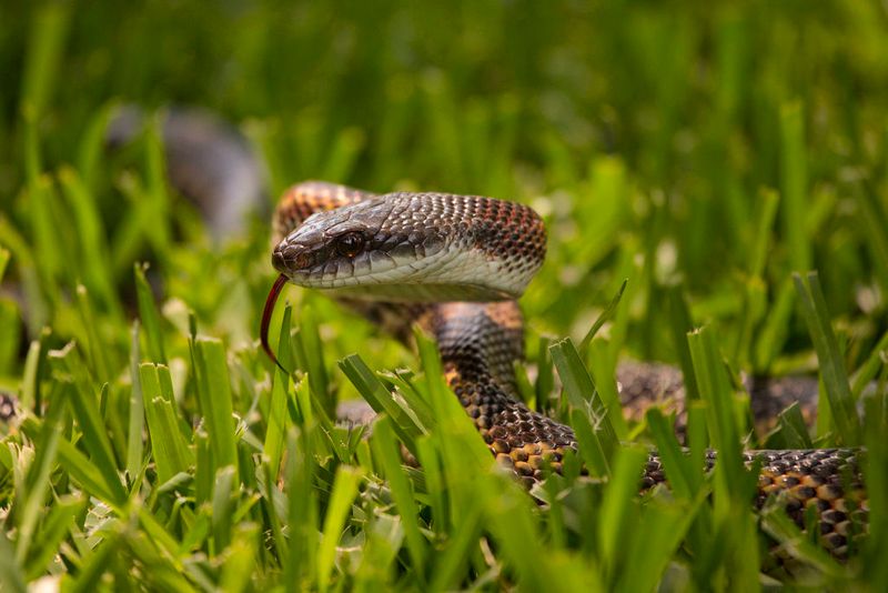 Let the snake be a neighbor, not an extermination plan