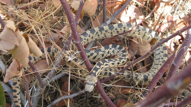 Let the snake pass, then solve the problem you can document