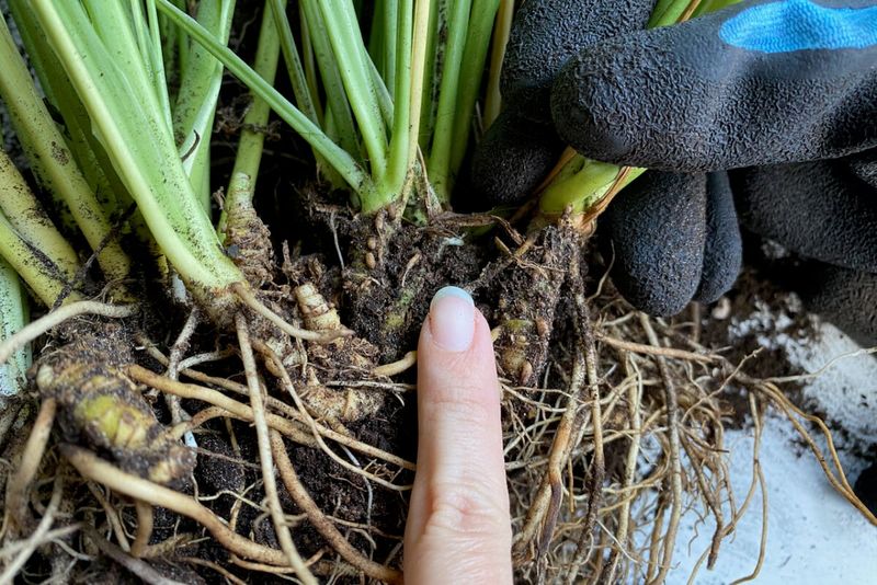 Let the soil, drainage, and roots provide evidence