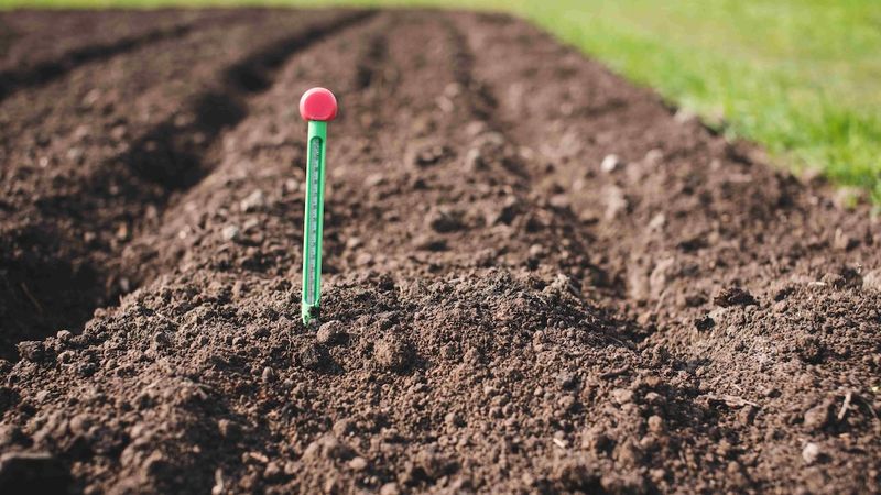 Let the soil—not the calendar—decide when to resow