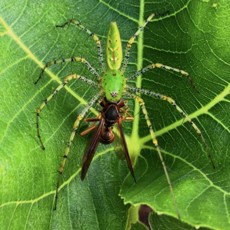 Let the spider help without making it carry the harvest