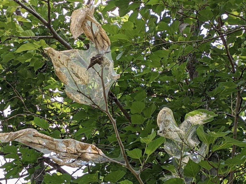 Let the tree’s condition set the urgency