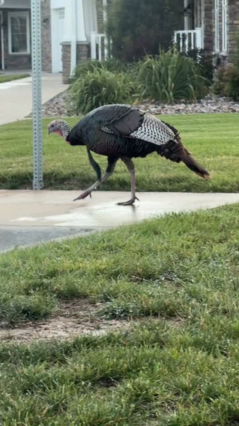 Let the turkeys forage, but do not outsource tick control to them