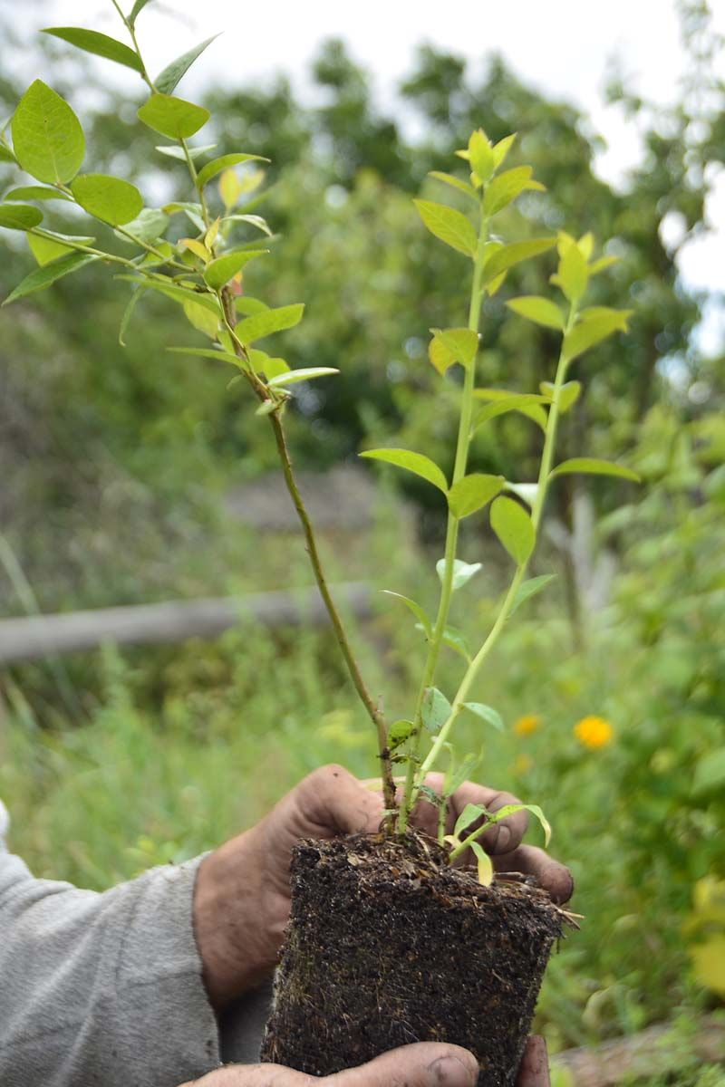 Let young bushes build roots before carrying fruit Let young bushes build roots before carrying fruit