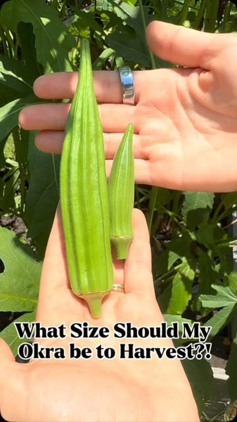 Let your variety set the picking size Let your variety set the picking size