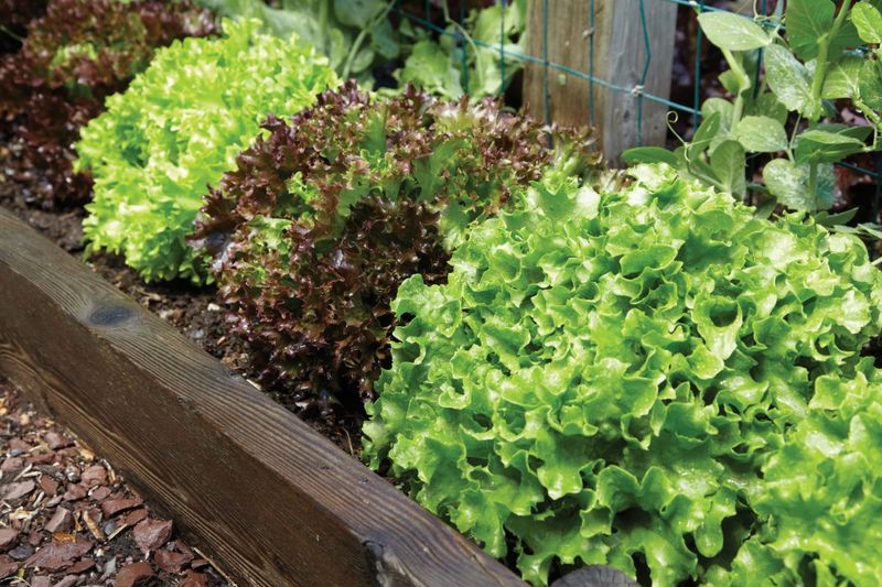 Lettuce