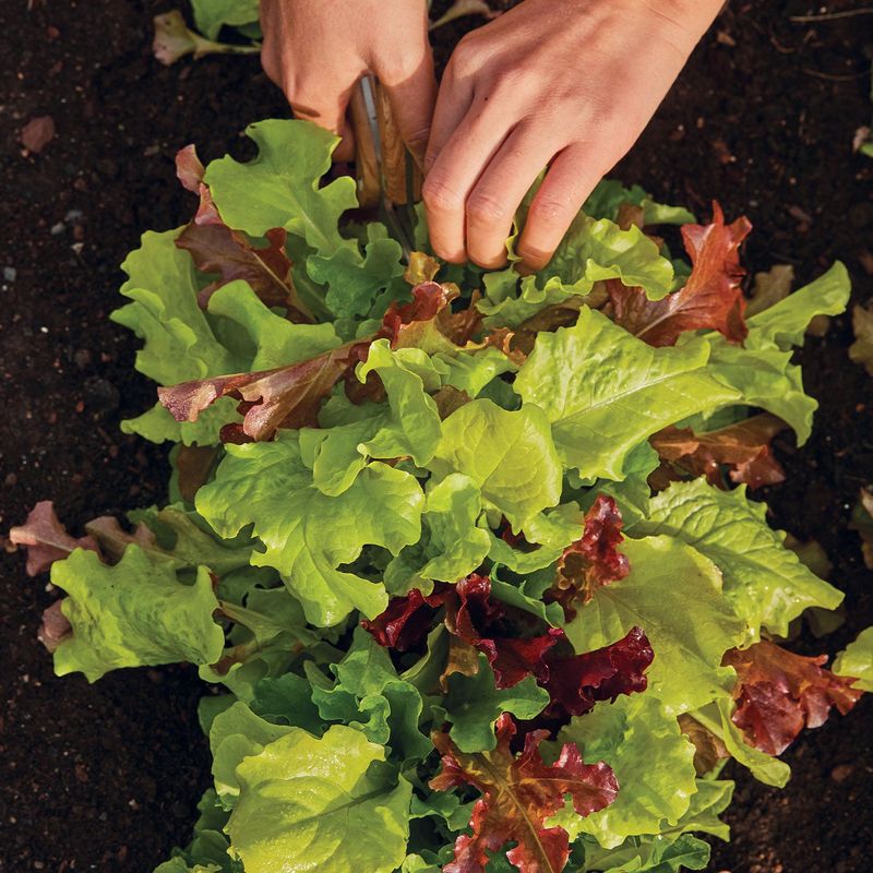 Lettuce