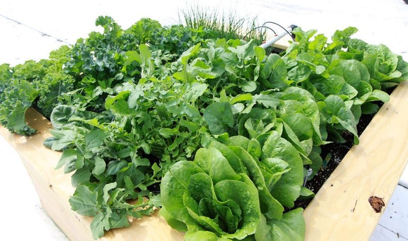 Lettuce and Leafy Greens (Thrive)