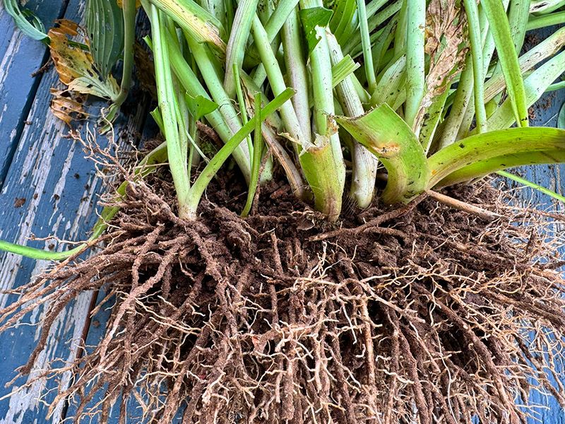 Lift the clump and preserve its vigorous sections