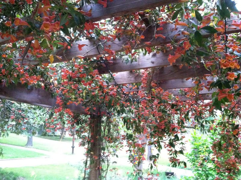 Light and drainage shape the canopy and flowers Light and drainage shape the canopy and flowers