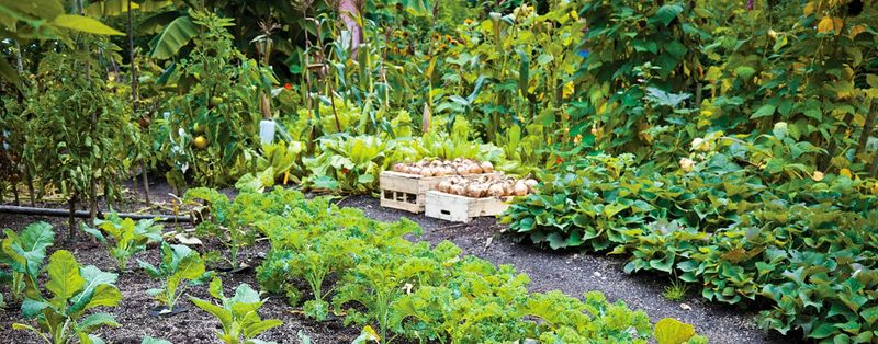Light, frequent sprinkling can leave deeper soil inadequately moist