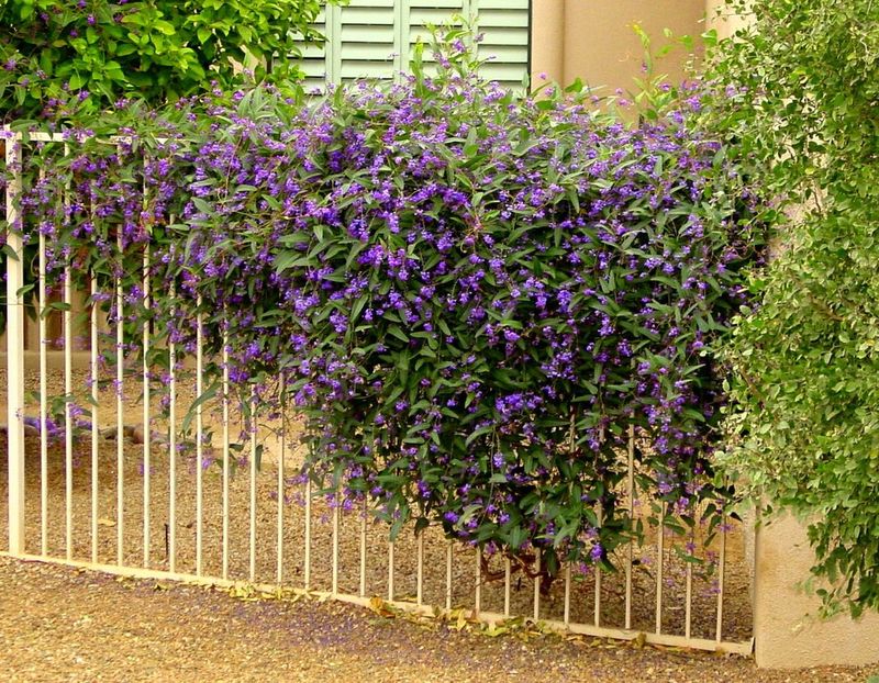 Lilac Vine (Hardenbergia violacea)