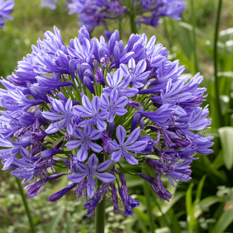 Lily of the Nile (Agapanthus)