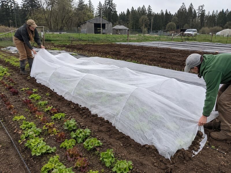 Limit new transplant and heat stress