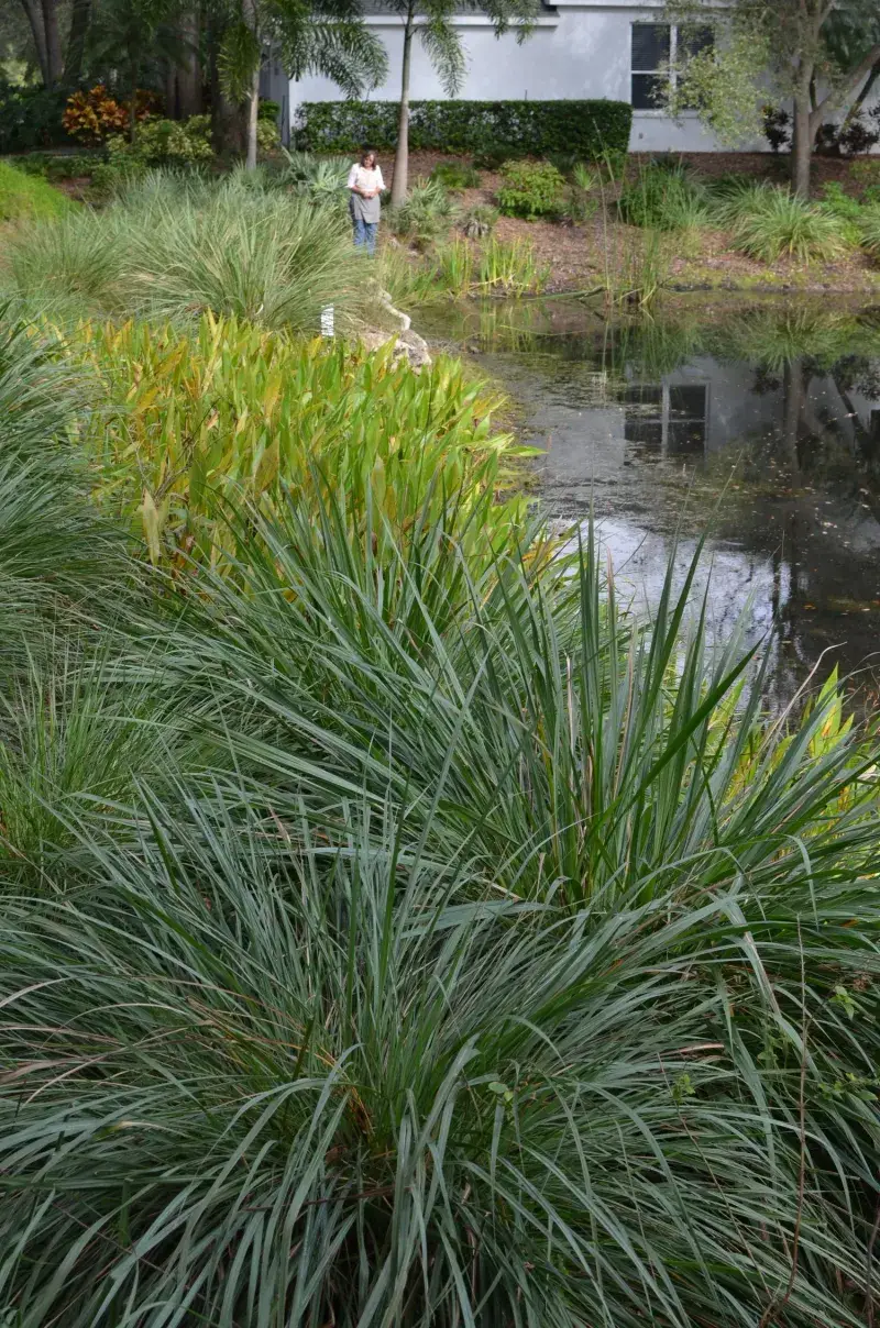 Liriope for Fakahatchee Grass
