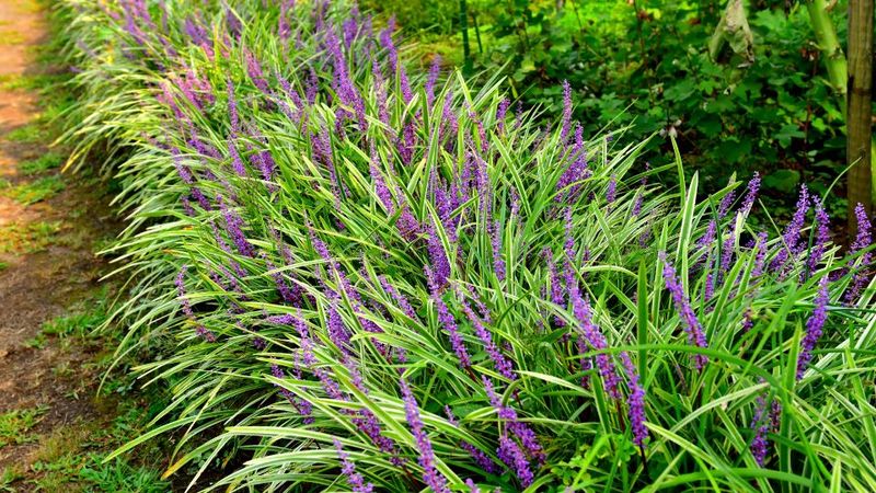 Liriope