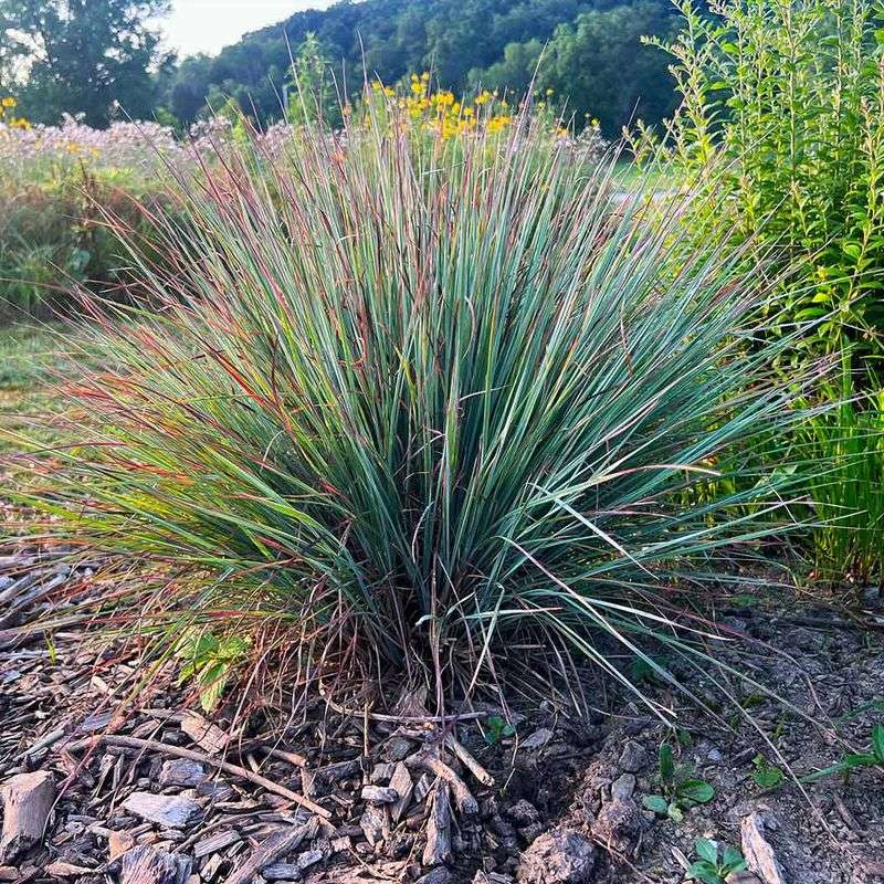 Little Bluestem (Schizachyrium scoparium)