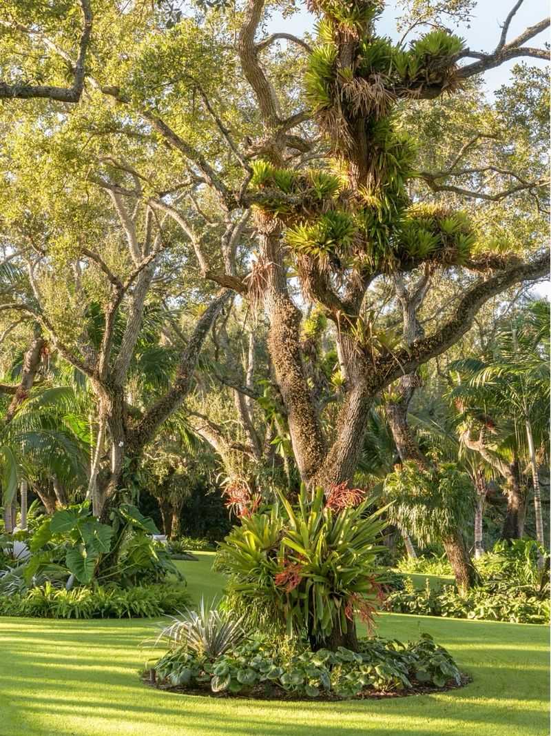 Live Oak