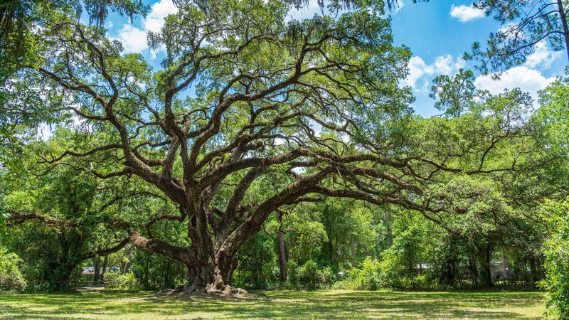 Live Oak