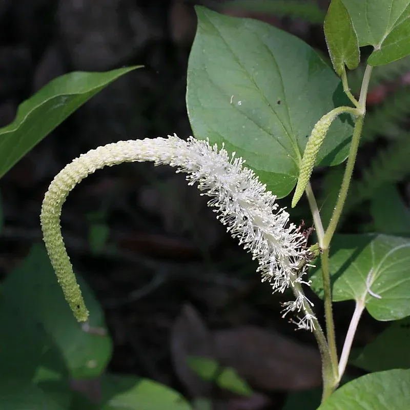 Lizard's Tail