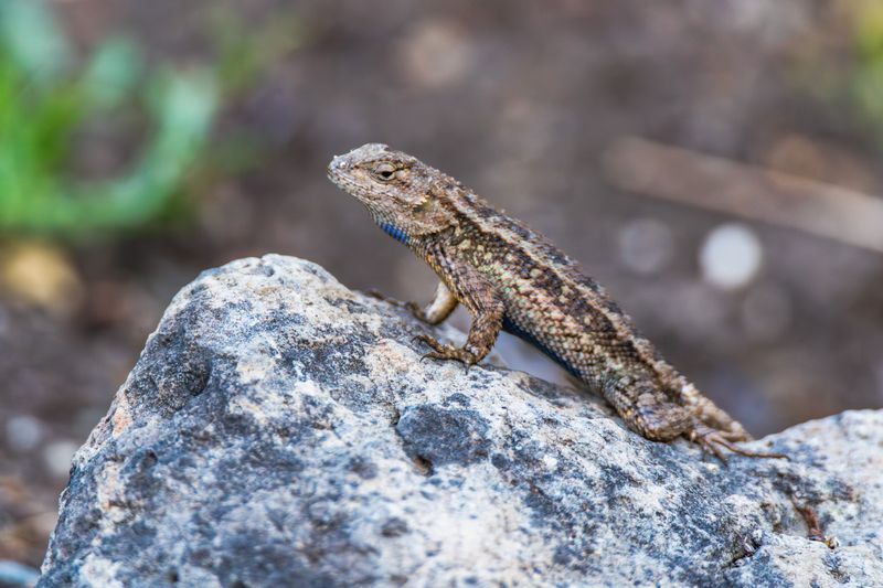 Lizards need sun, shelter, and nearby hunting space