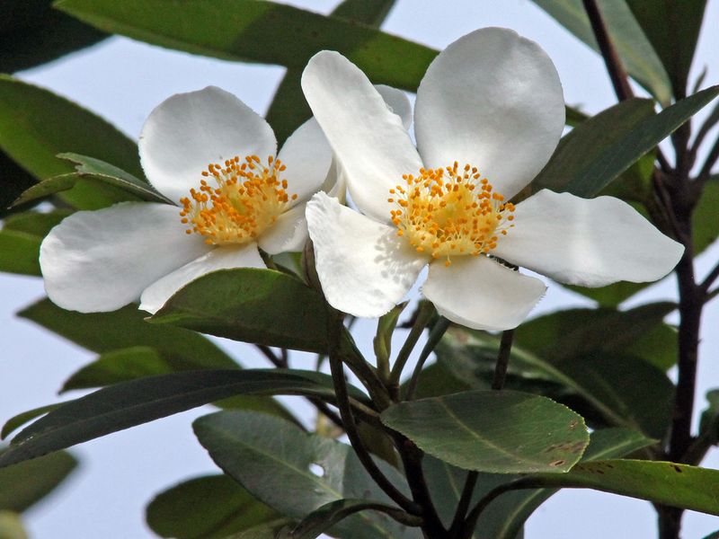 Loblolly bay offers an extended summer flower resource