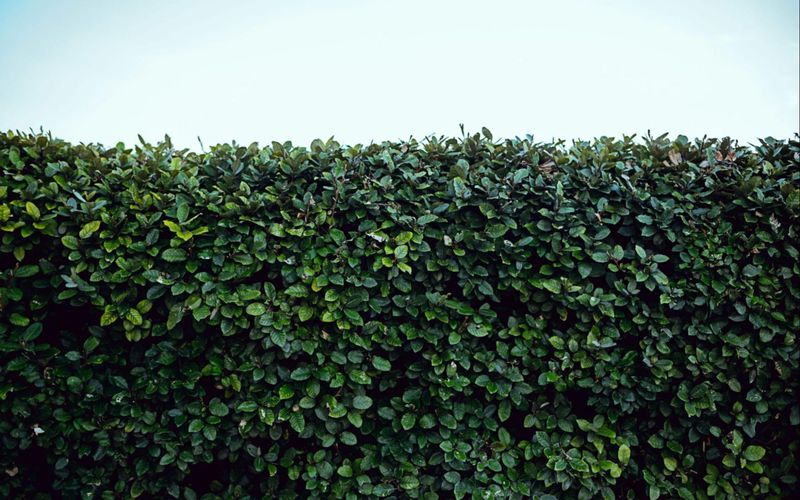 Local codes may regulate the hedge without giving the neighbor a private order