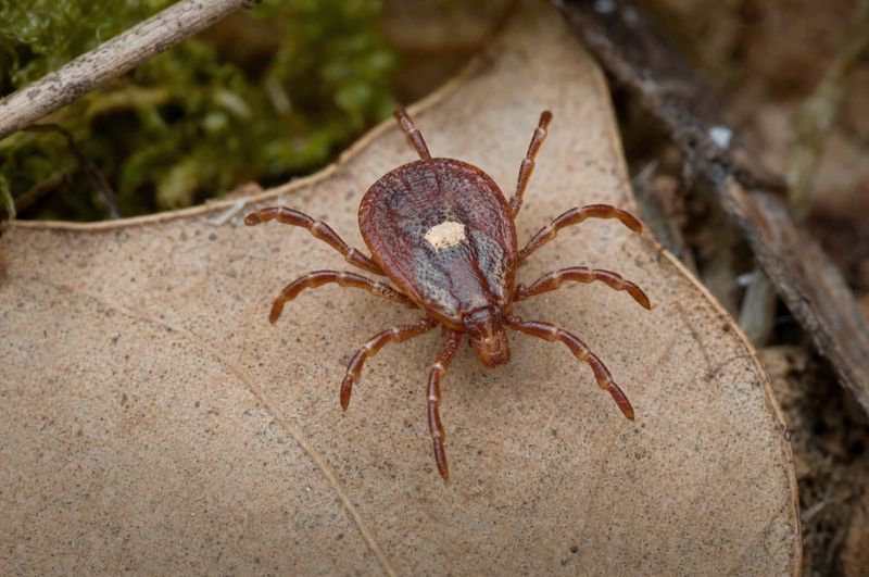 Lone Star Ticks Change the North Carolina Calculation