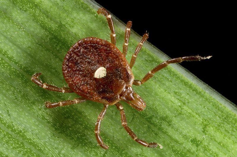 Lone star tick results narrow the Texas promise