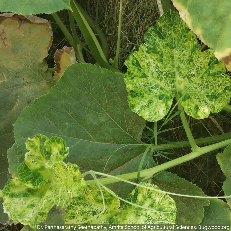 Look Beyond Heat When the Whole Plant Looks Wrong