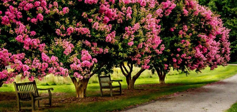 Look Beyond the Pruning Saw for Bloom Problems