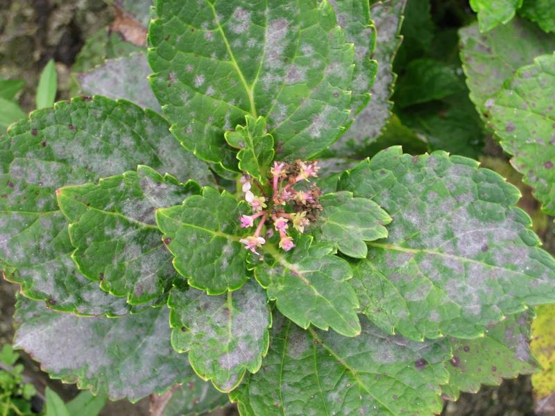 Look closer when green flowers are malformed