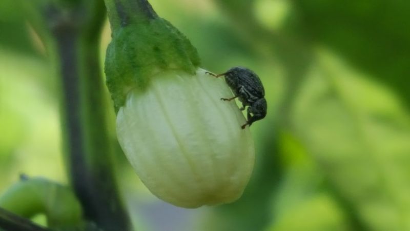 Look for Specific Pest Evidence Look for Specific Pest Evidence