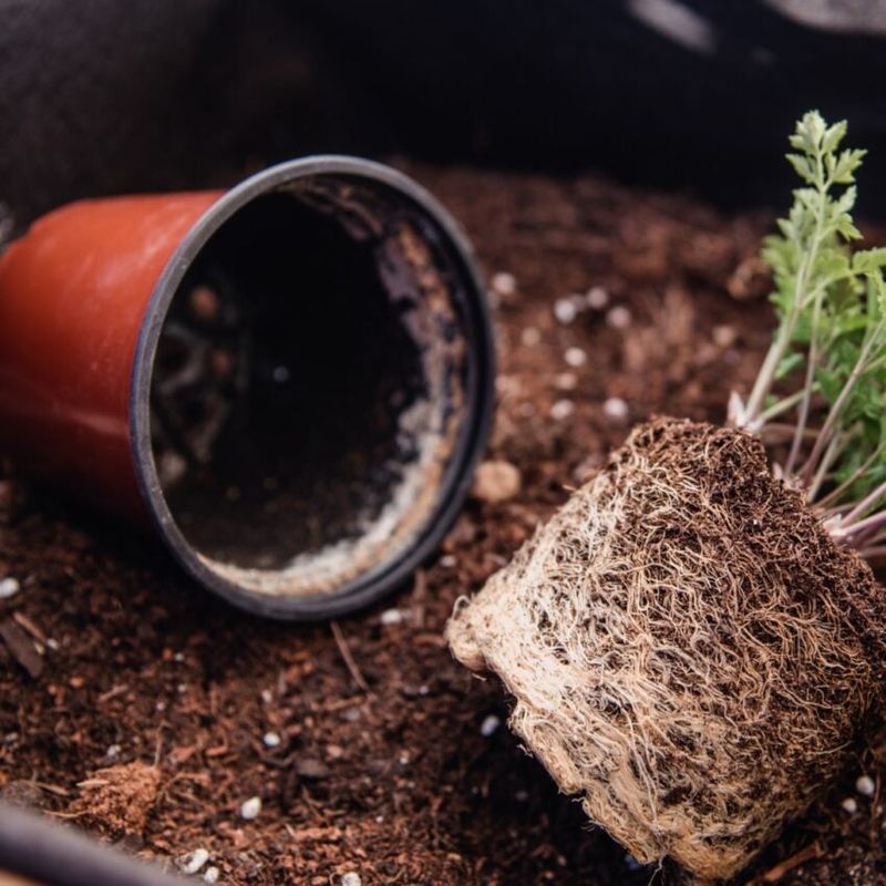 Look for evidence of root restriction before repotting