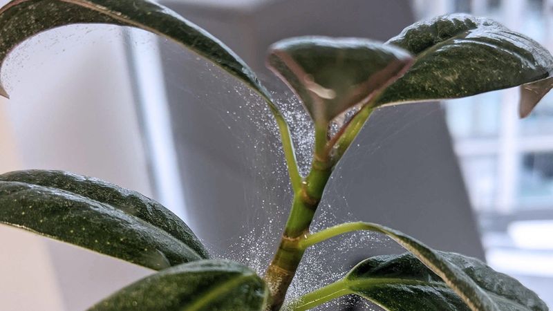 Look for pests or root damage when symptoms do not fit