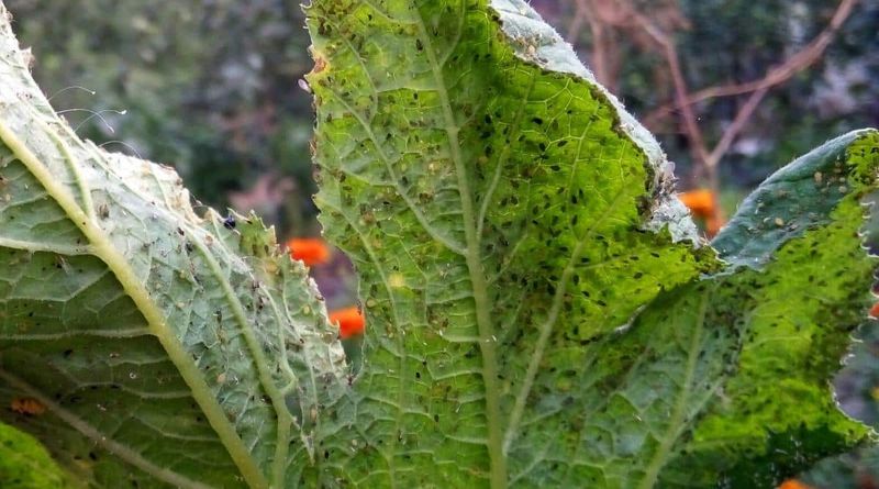 Look for pests, viruses, disease, or normal aging