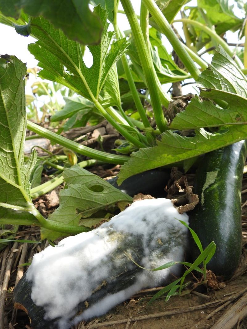 Look for signs that disease or rot is involved