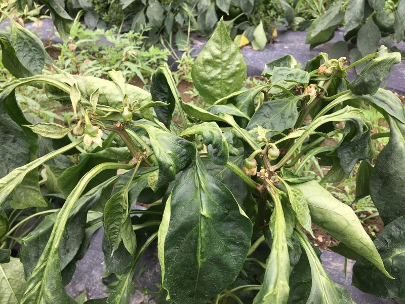 Look for specific signs of mites, viruses, or herbicide injury Look for specific signs of mites, viruses, or herbicide injury