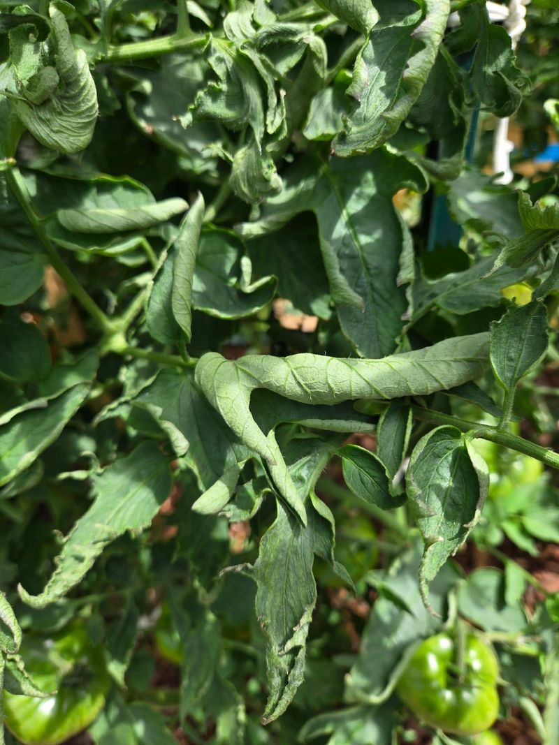 Look for warning signs of disease, chemical injury, or insects