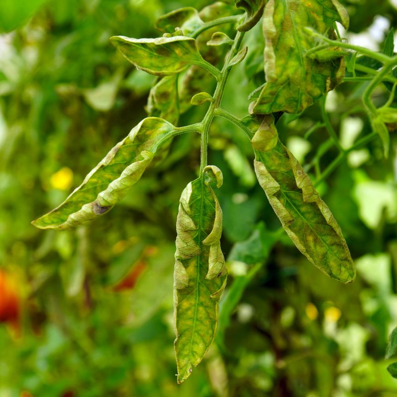 Look for warning signs that point beyond ordinary leaf roll