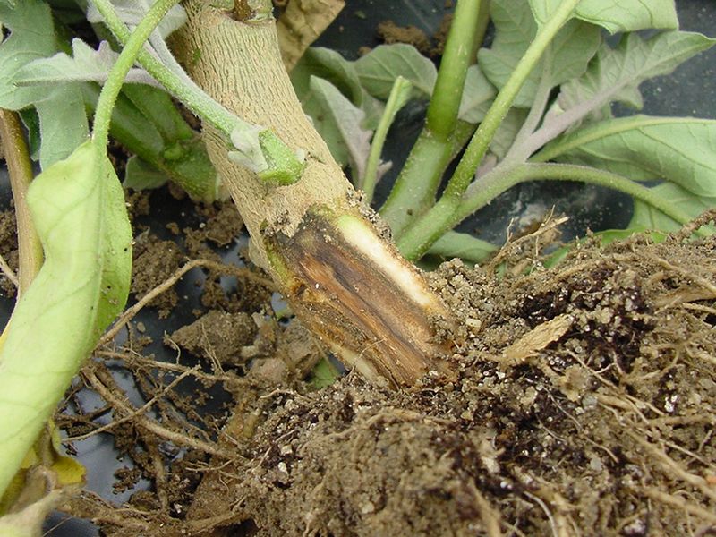 Look for wet conditions and crown or root decay Look for wet conditions and crown or root decay